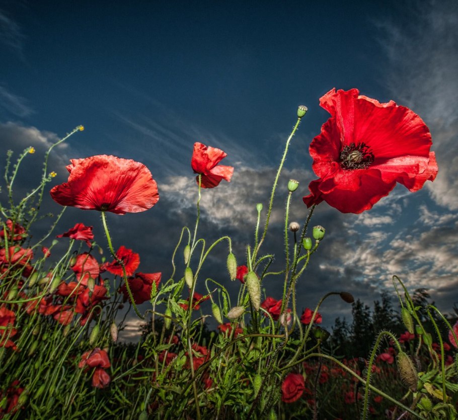 Мак Литвинова