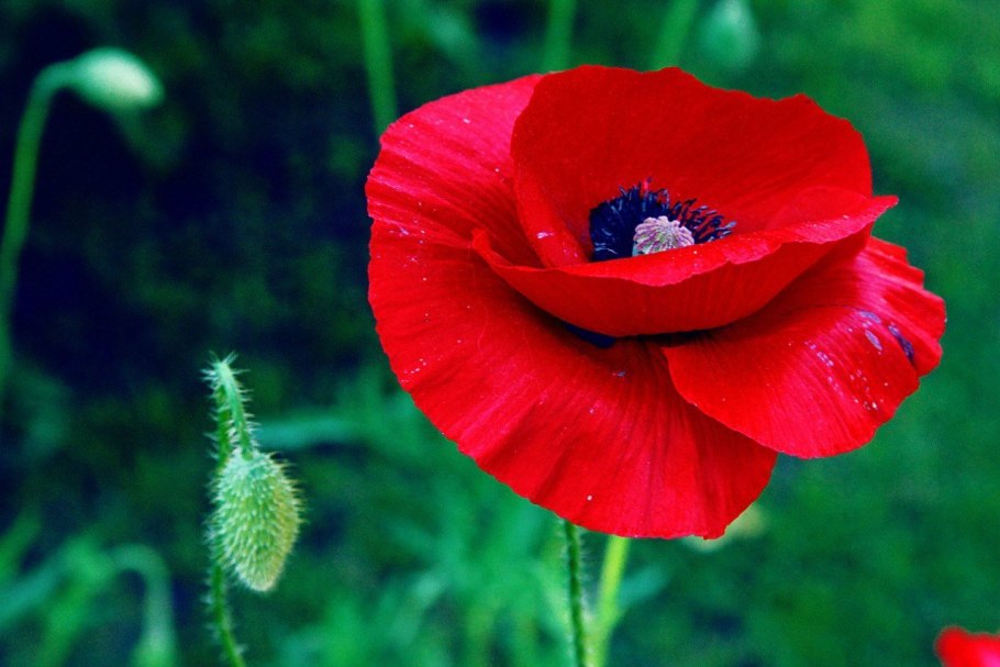 Цветки мака