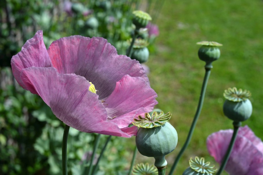 Мак снотворный papaver somniferum
