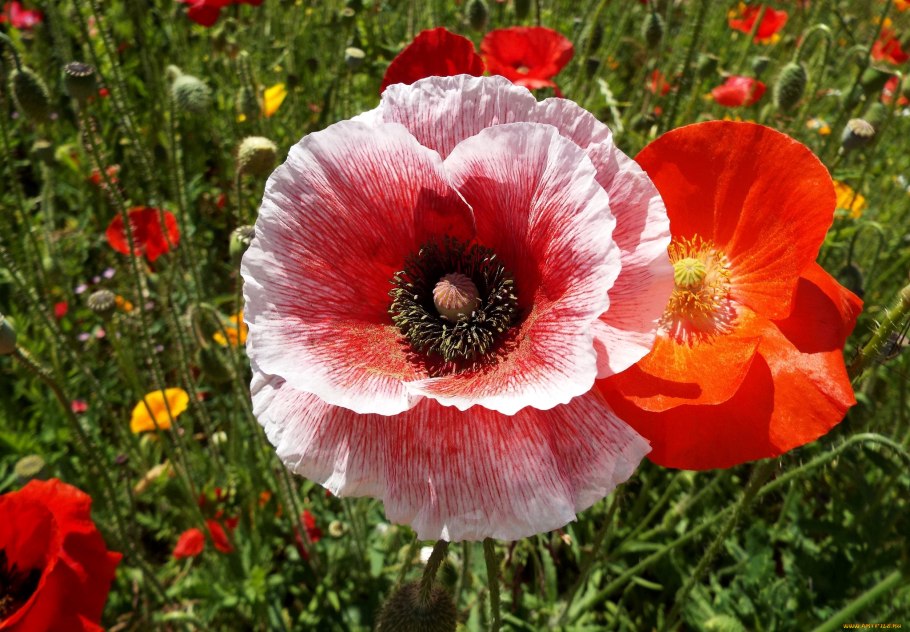 Сибирский полевой Мак жёлтый