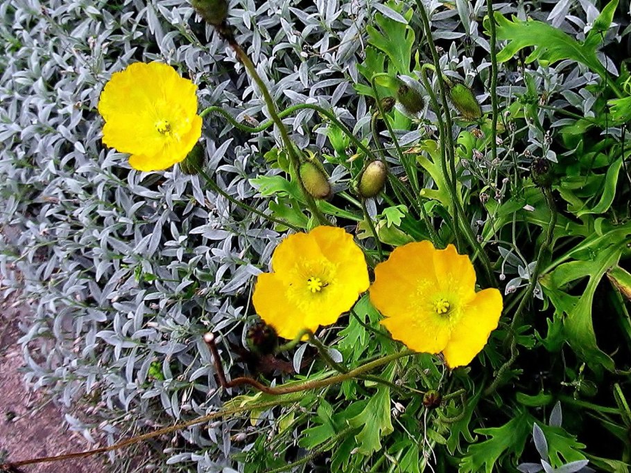 Эшшольция цветок