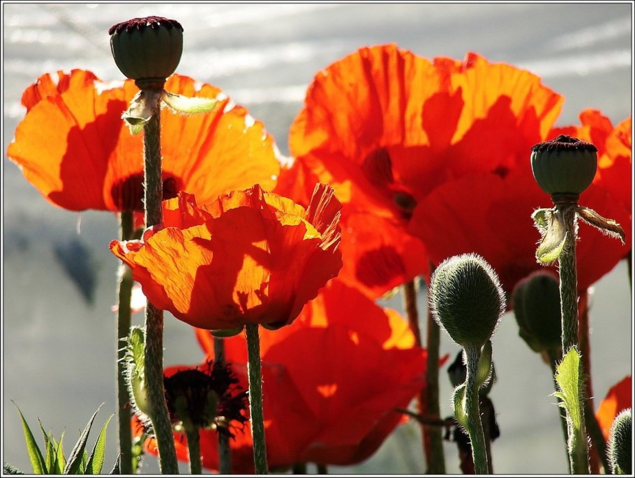 Маки скосана юар