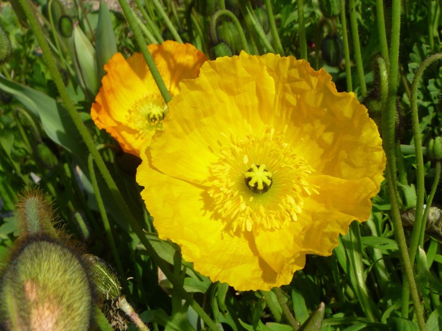 Papaver nudicaule
