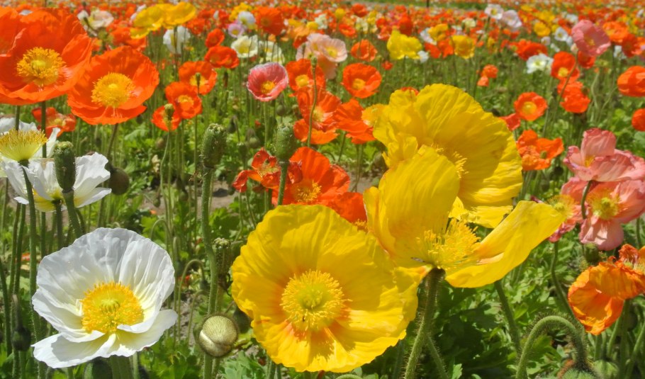 Мак самосейка опиум