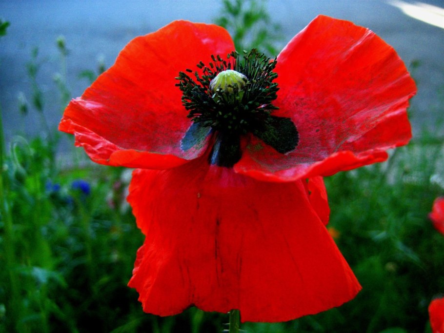 Papaver rhoeas