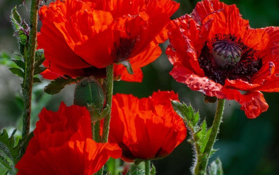 Мак Луговой самосейка