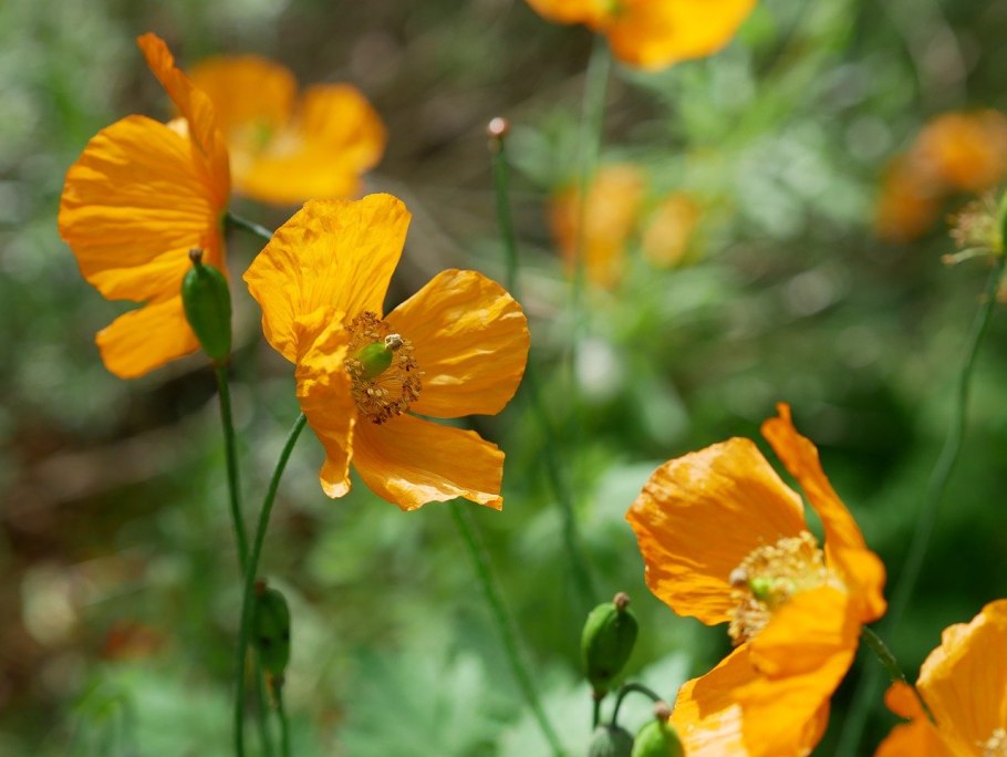 Мак снотворный махровый