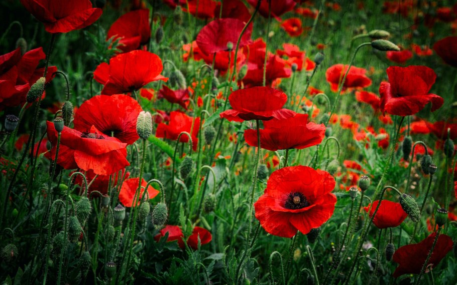 Мак брызги шампанского оранж