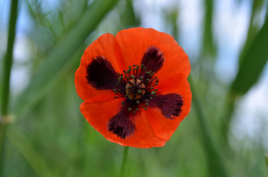 Papaver commutatum