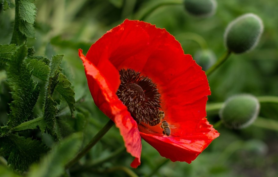 Растение мак