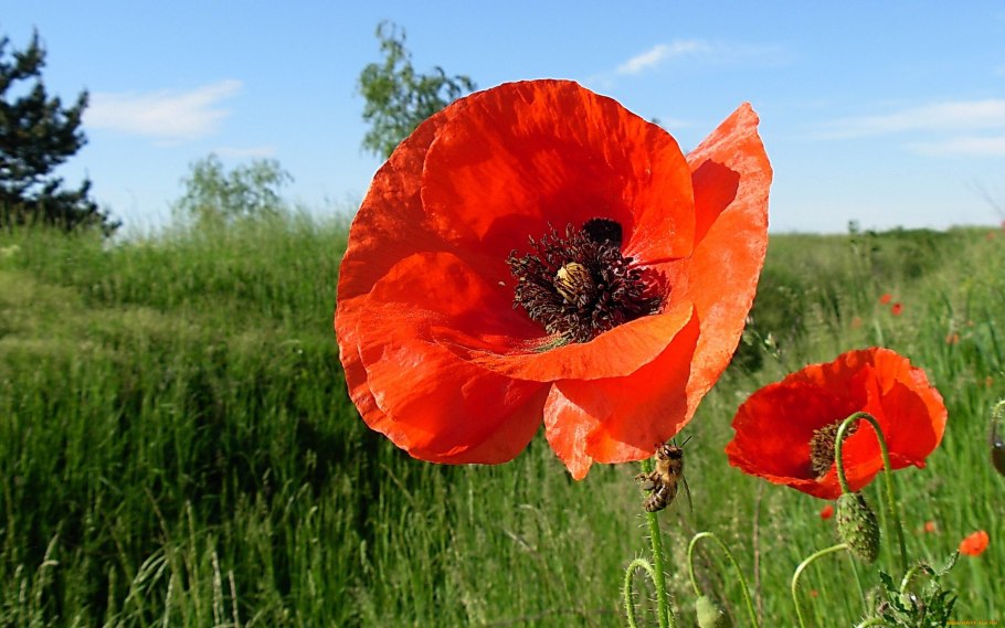 Мак обыкновенный