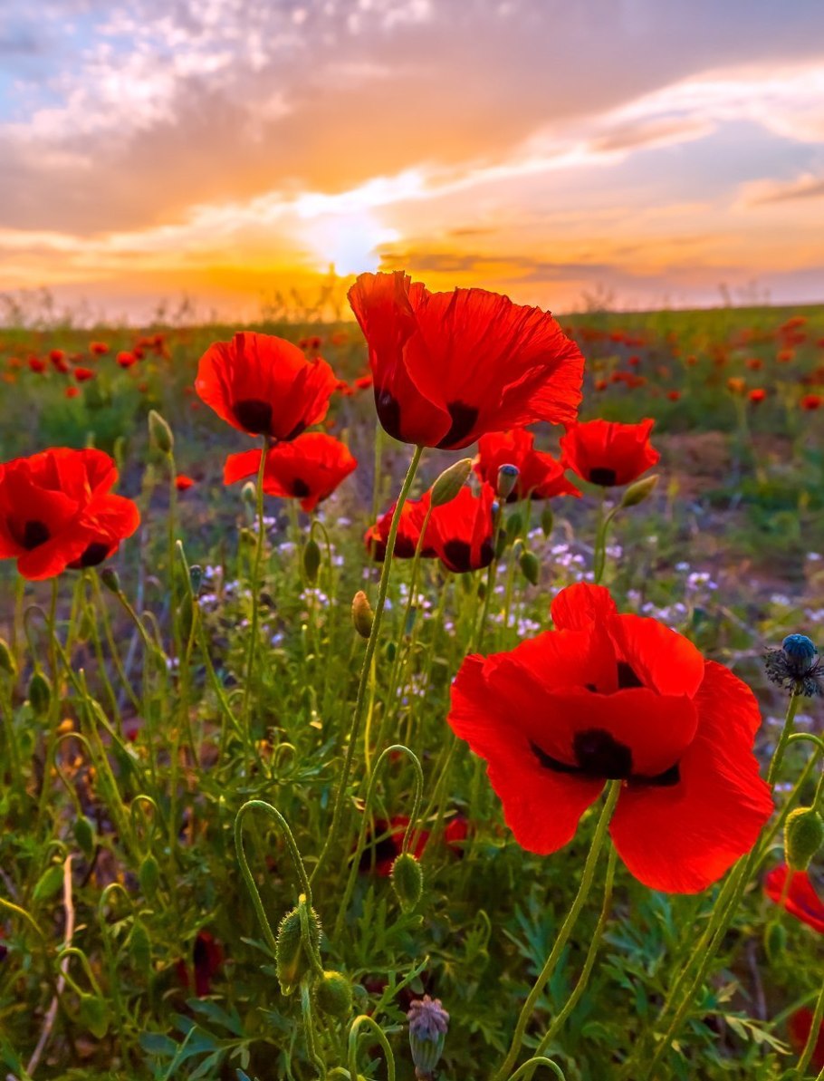 Мак дикий полевой