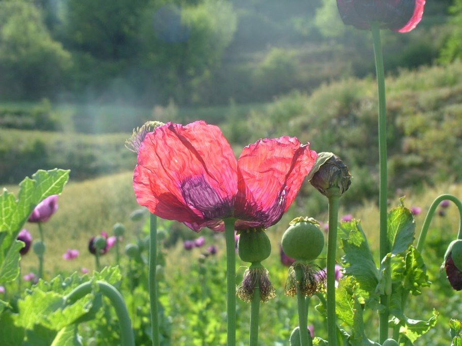Мак опийный papaver somniferum