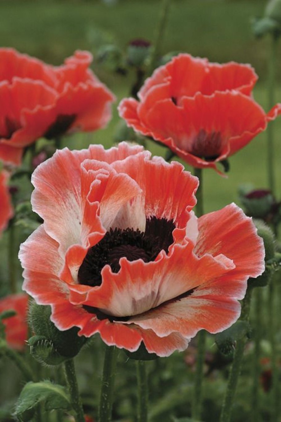Мак восточный papaver orientale