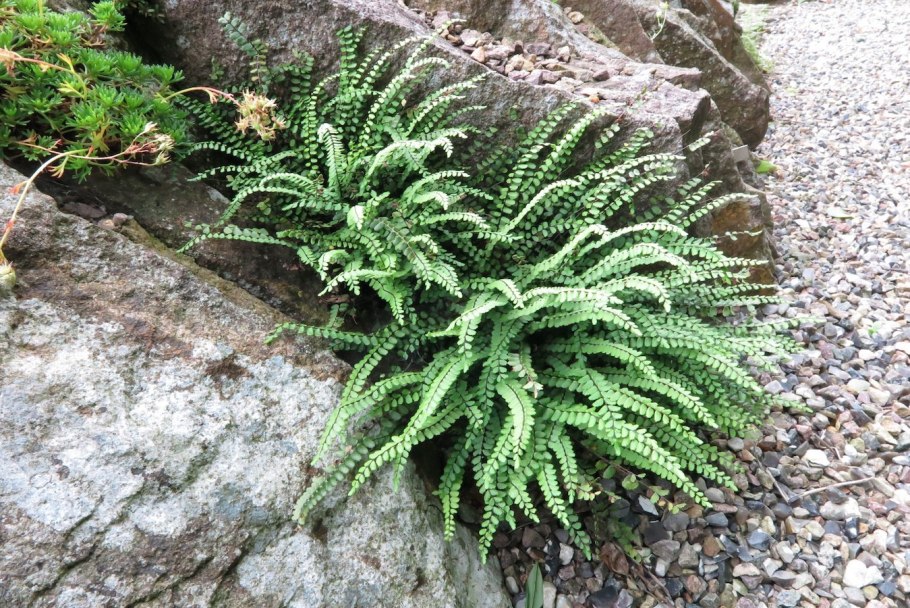 Папоротник Костенец (Asplenium)
