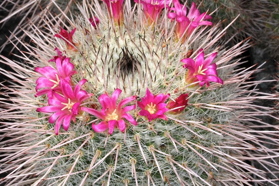Mammillaria hermosana