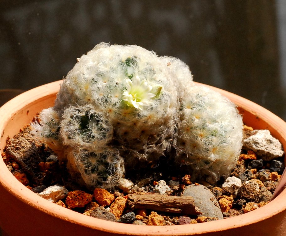 Маммиллярия плюмоза