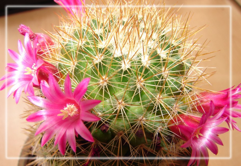 Кактус маммиллярия