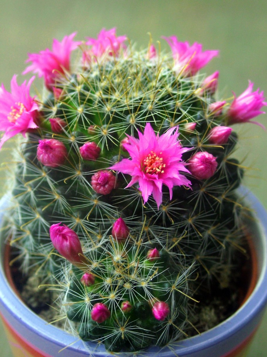 Маммиллярия zeilmanniana