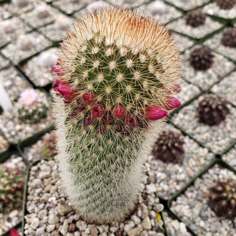 Маммиллярия pilcayensis