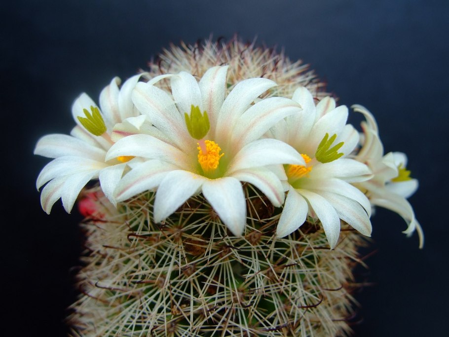 Mammillaria hutchisoniana