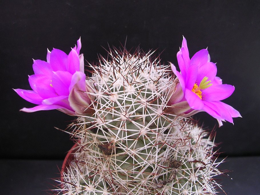 Маммиллярия бартшелла