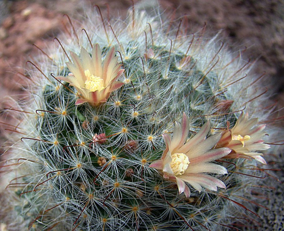 Mammillaria bocasana