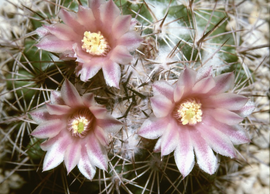 Mammillaria johnstonii