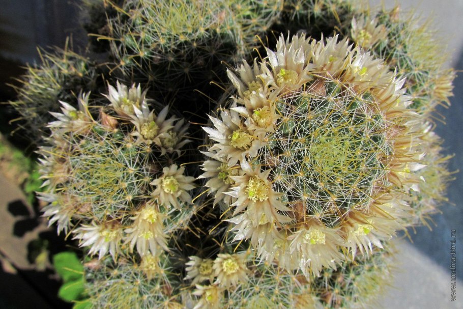 Маммиллярия вильди