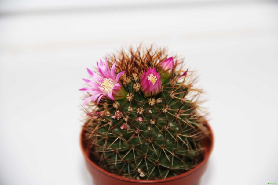 Маммиллярия бакеберга