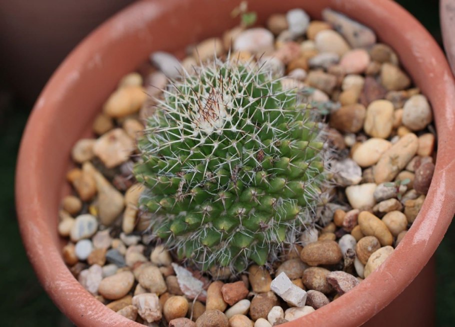 Кактус mammillaria