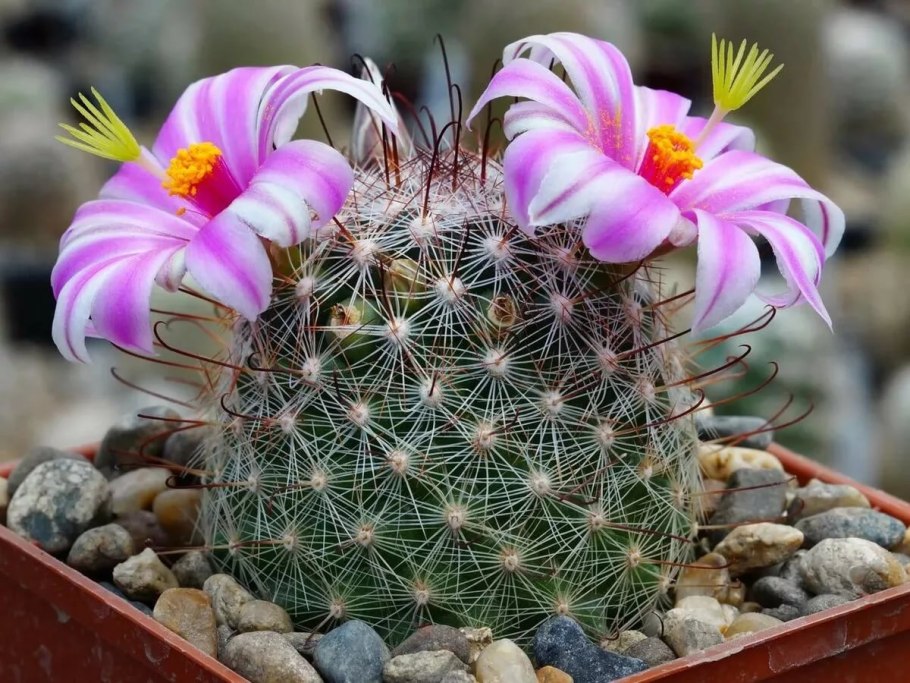 Mammillaria magnimamma