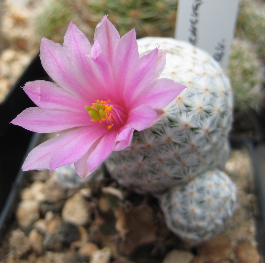 Mammillaria herrerae