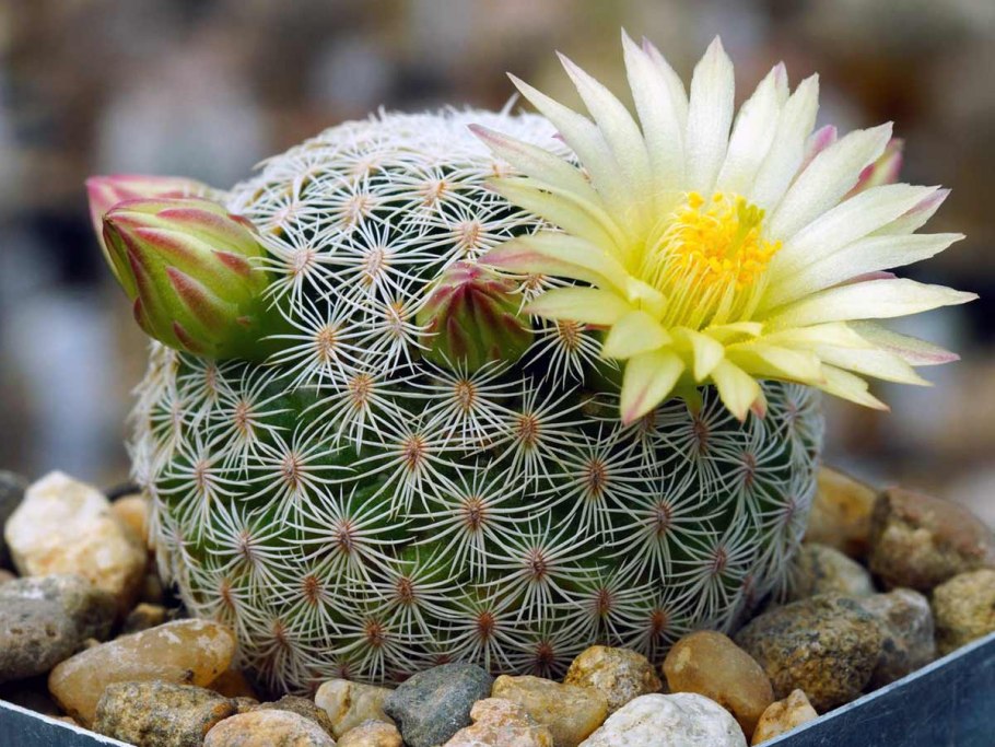 Mammillaria candida v. rosea