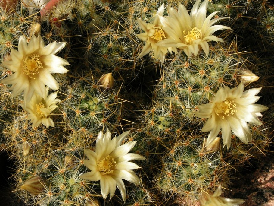 Mammillaria baxteriana
