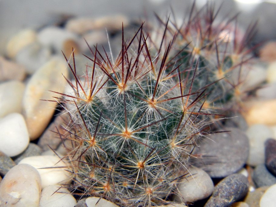 Mammillaria prolifera