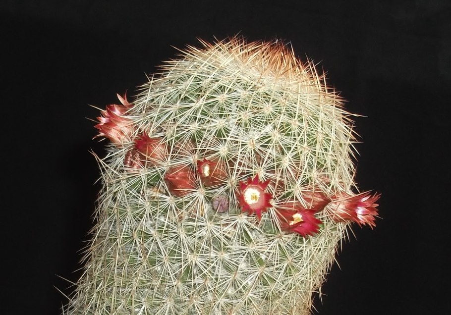 Маммиллярия толука mammillaria toluca