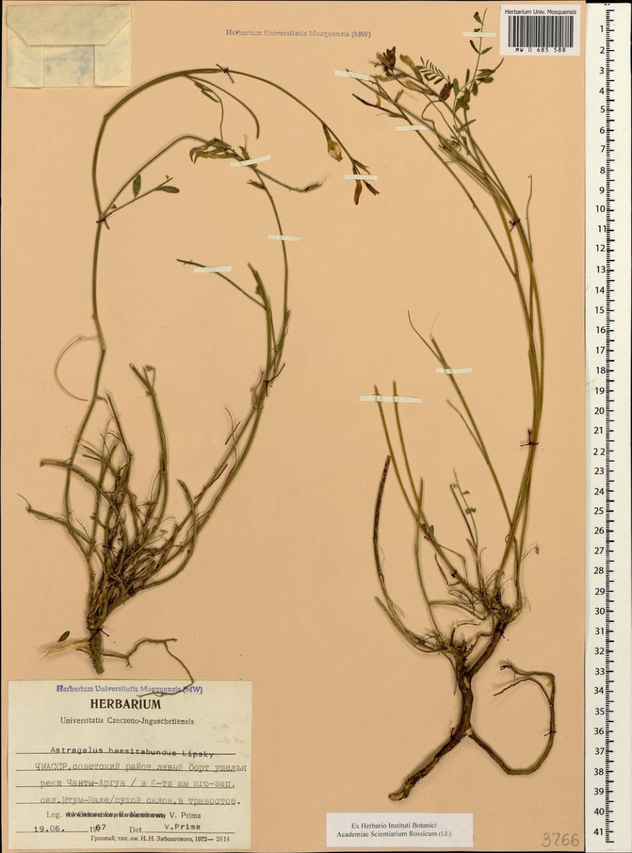 Astragalus haesitabundus