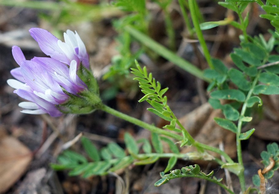 Астрагал солодколистный