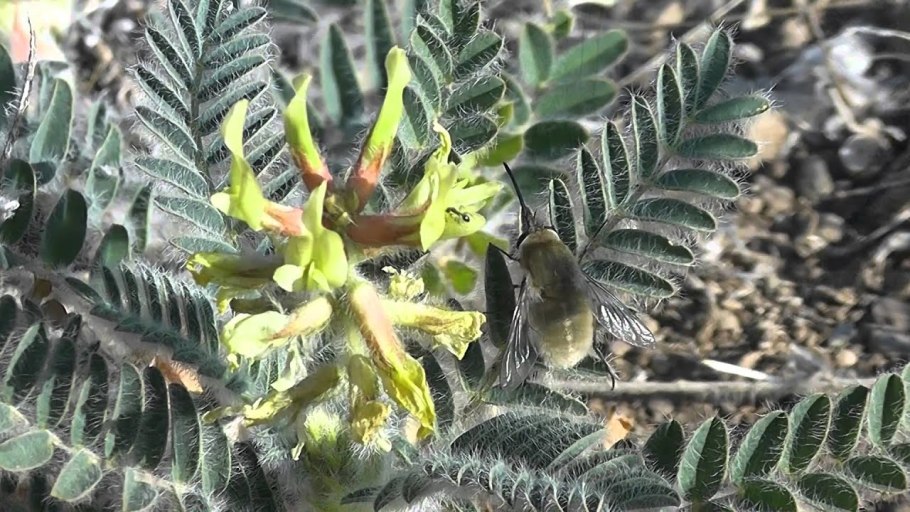 Астрагал Сарептский