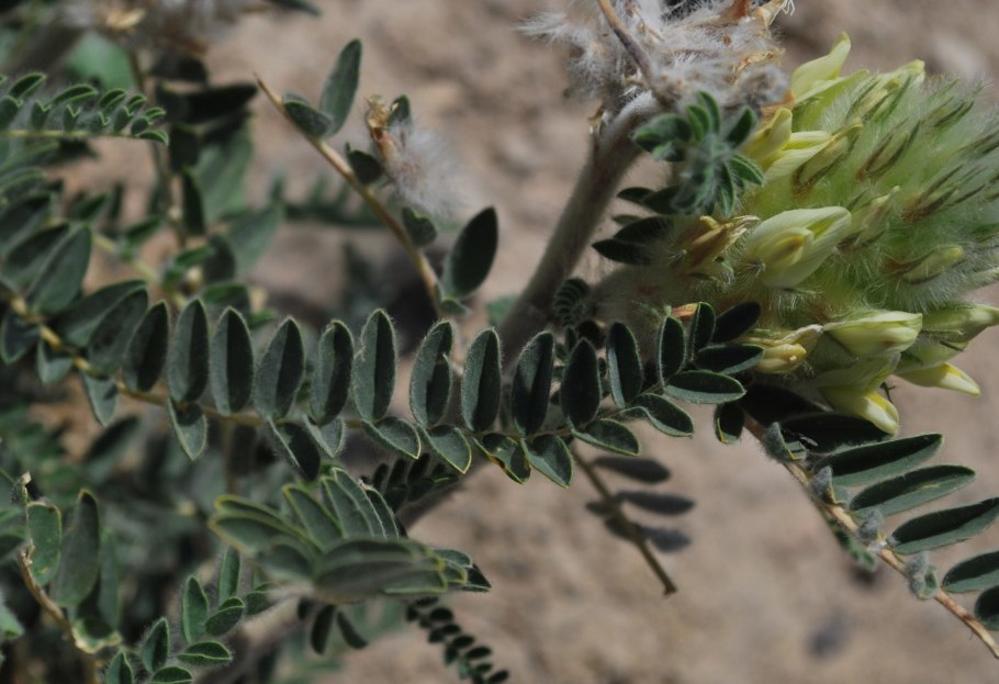 Astragalus alopecias pall.
