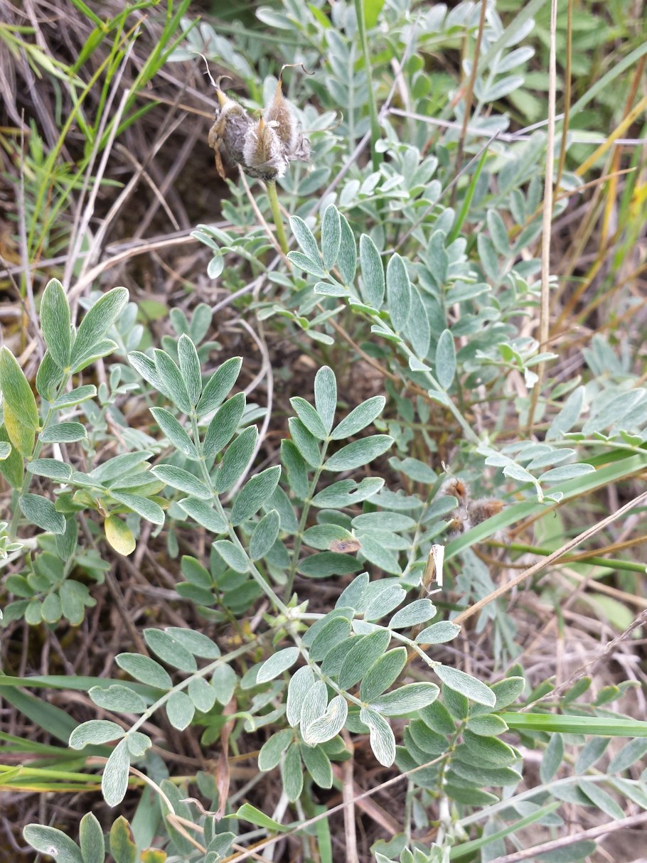 Astragalus microcephalus