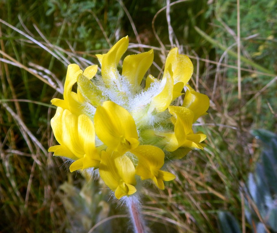 Астрагал рогоплодный