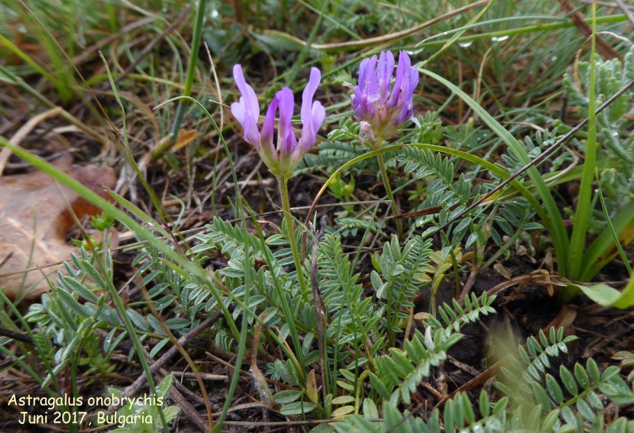 Астрагал датский