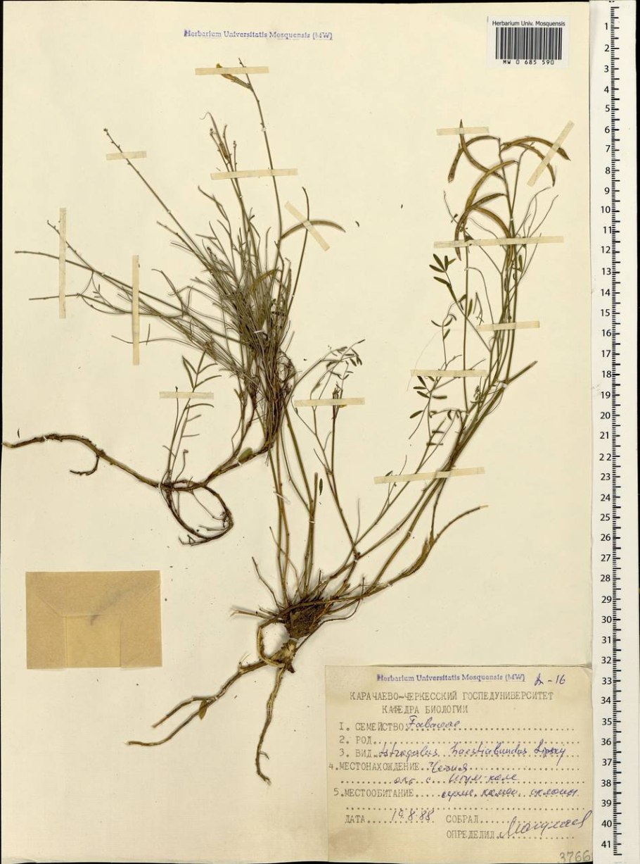 Astragalus haesitabundus