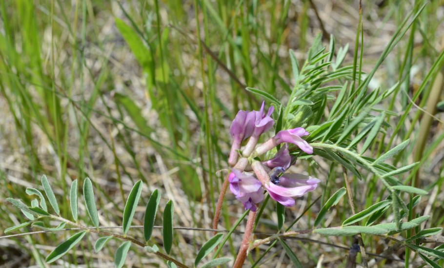 Астрагал золотистый