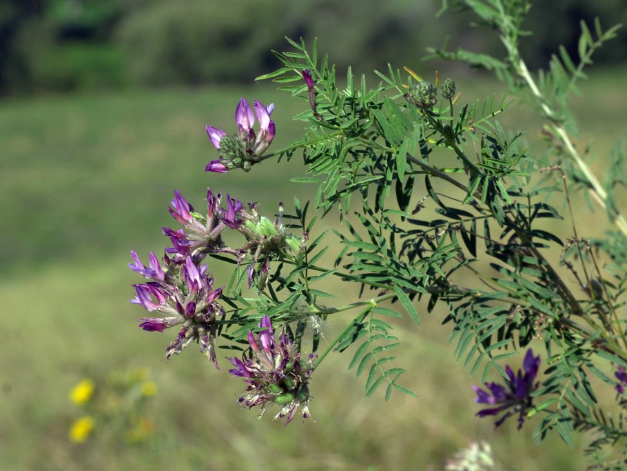 Астрагал Степной