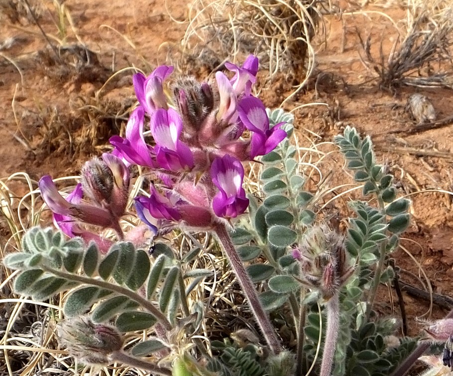 Астрагал пустынный