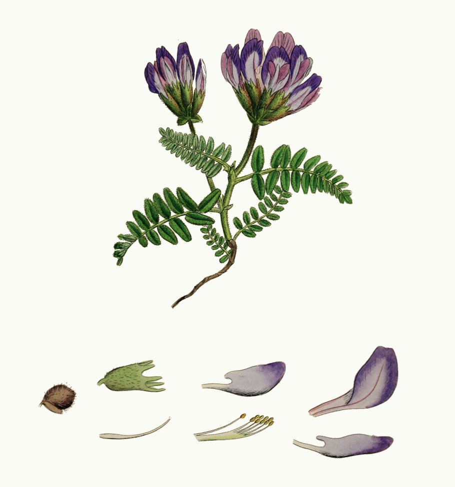 Oxytropis chankaensis