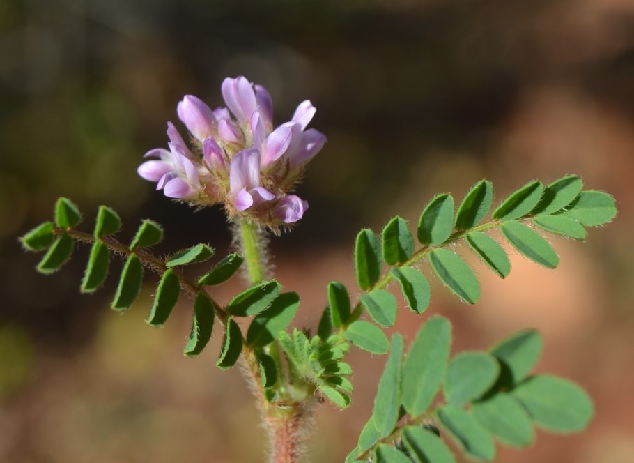 Астрагал горный